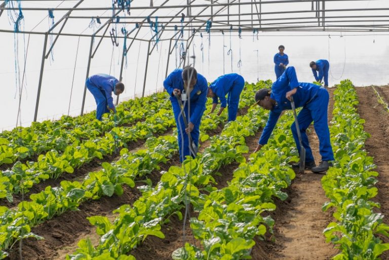 Agricultural Colleges in Johannesburg